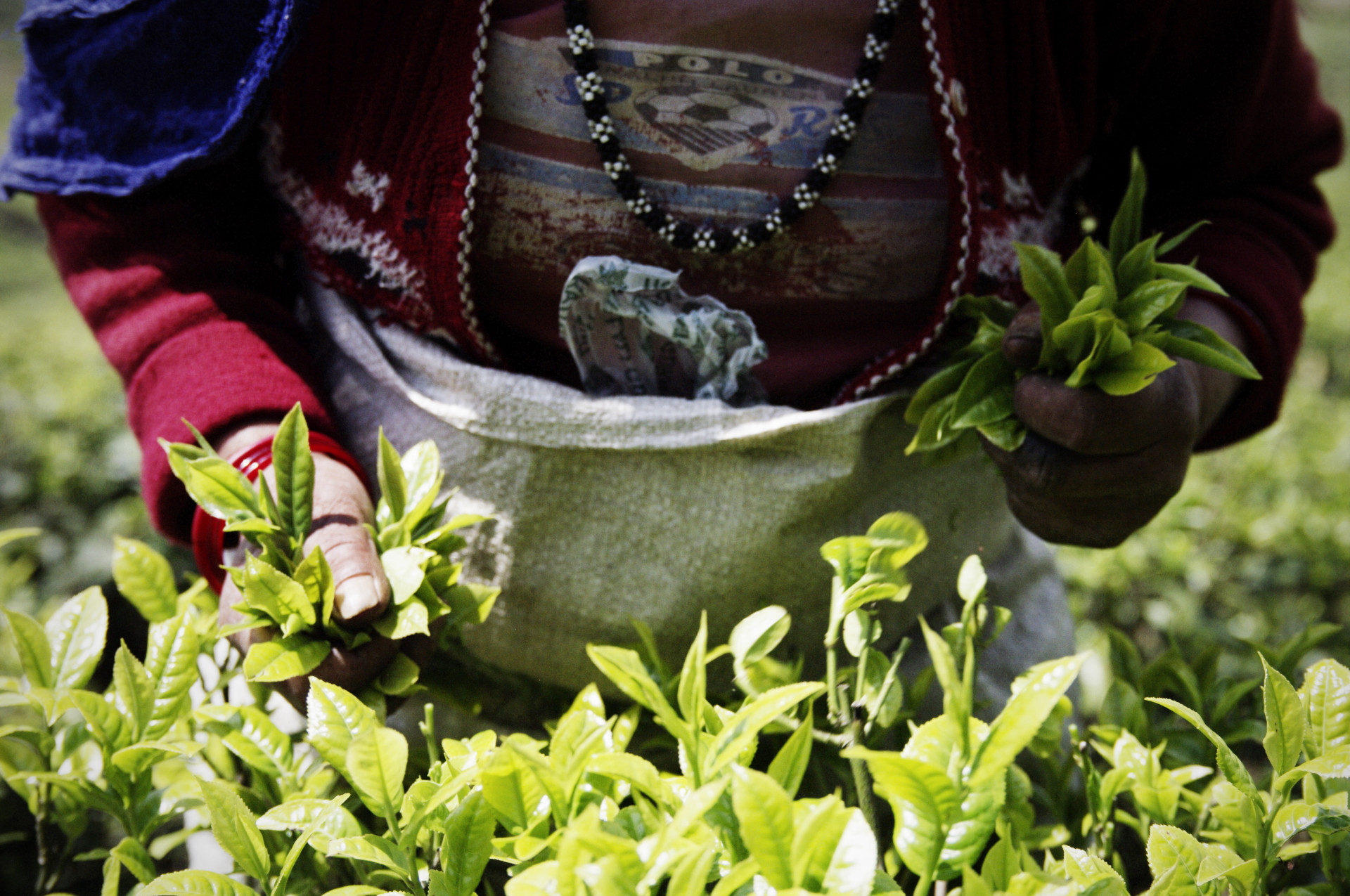 Tea harvest in Ilam (Nepal)