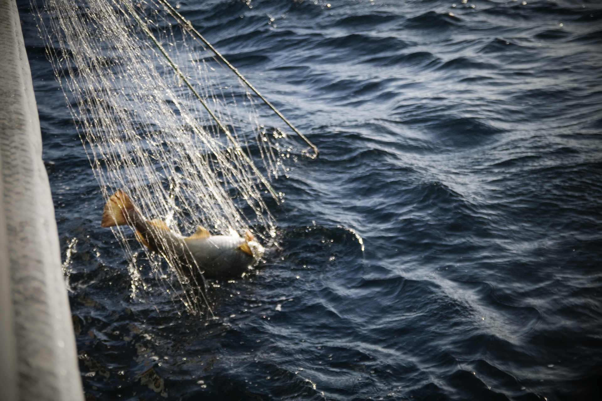 Deep Sea fishing in Ålesund (Norway)