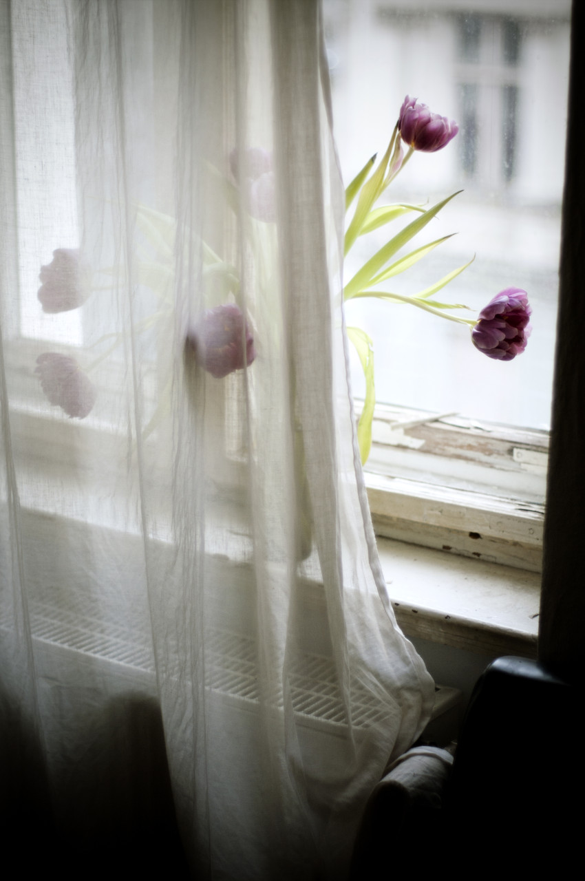 Berlin_Interior_Tulips_Window_Carolin-Weinkopf_IGP5464b