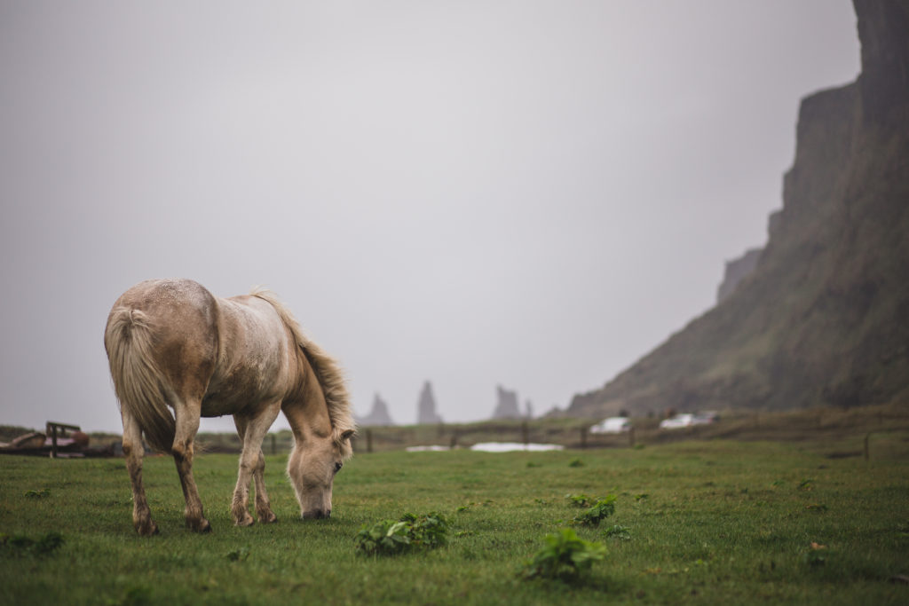 Icelandic Horse, Iceland, Vik, Vík, Island, Black Beach